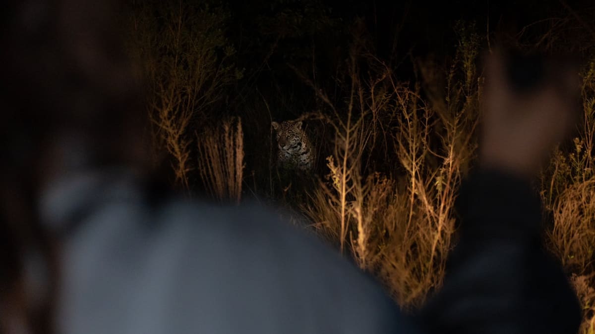 Yaguareté. Foto: X/@RewildingArg