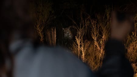 Yaguareté. Foto: X/@RewildingArg