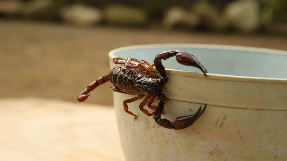 Invasión de alacranes en CABA. Foto Pixabay