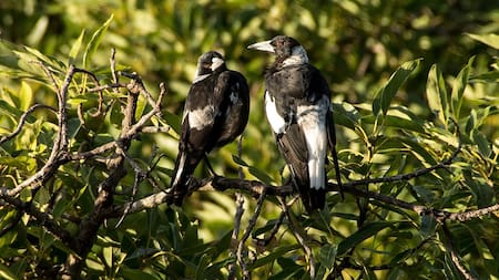 Las urracas recogieron un objeto brillante solo dos veces y lo descartaron inmediatamente