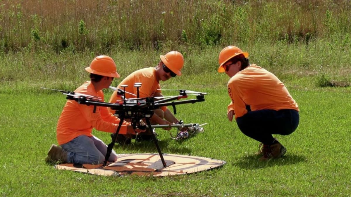 Guayabo de fresa; Hawái; drones.