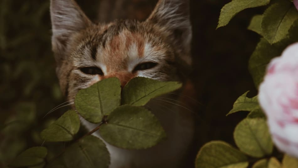 Los gatos reconocen a sus dueños mediante el olfato