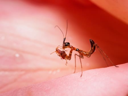 Hormigas coloradas. Foto: Unsplash