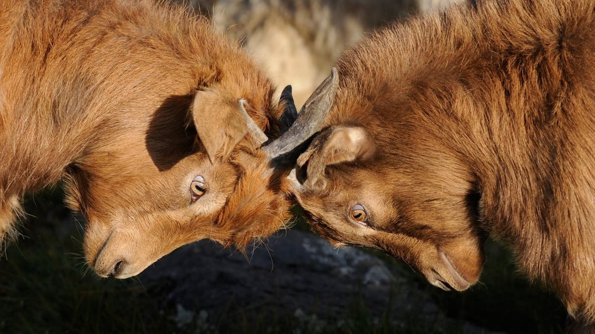 Cabeza a cabeza: el impactante video de cómo resuelven las cabras montesas una disputa