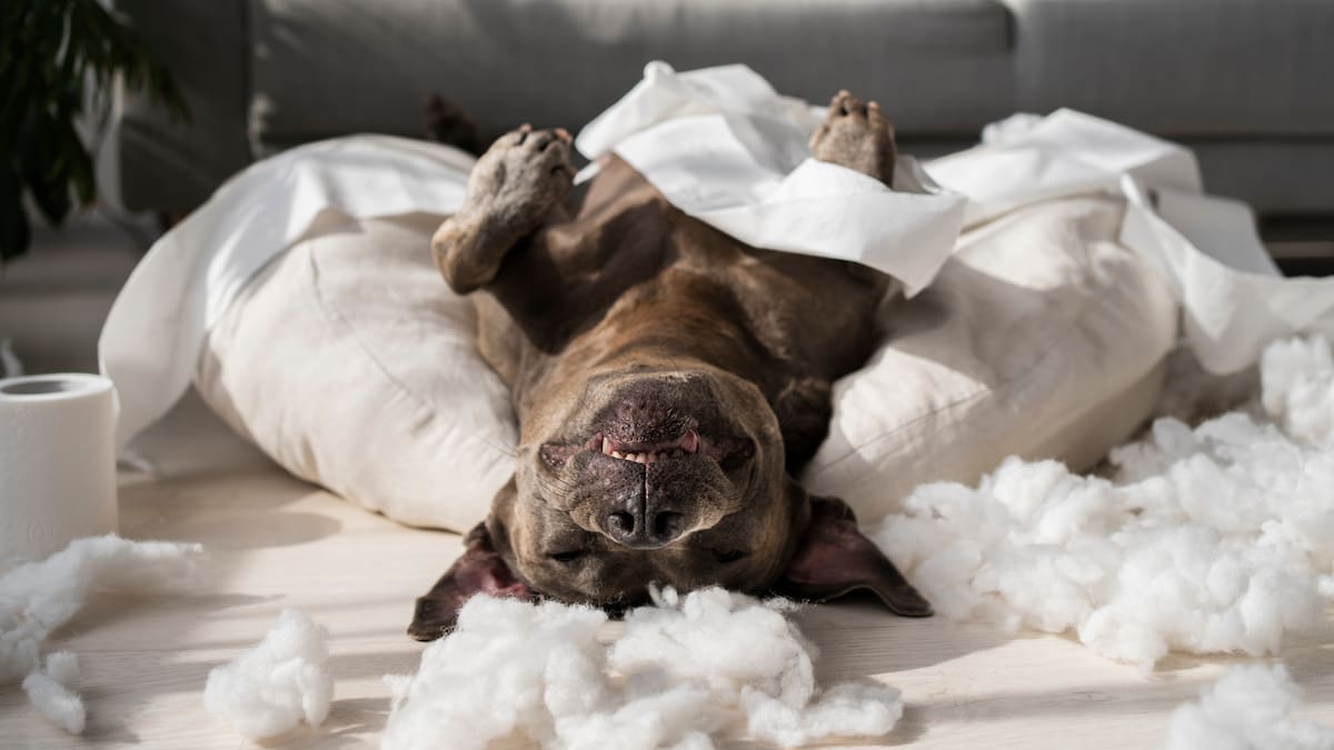 Seguro no lo sabías: los malos hábitos más comunes que pueden dañar la salud de tu mascota