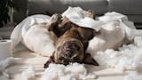 Seguro no lo sabías: los malos hábitos más comunes que pueden dañar la salud de tu mascota