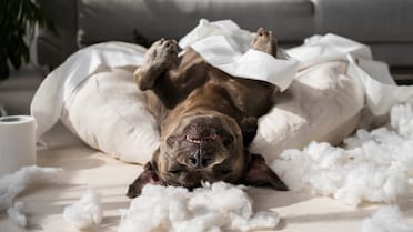 Seguro no lo sabías: los malos hábitos más comunes que pueden dañar la salud de tu mascota