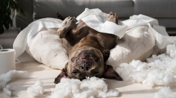 Seguro no lo sabías: los malos hábitos más comunes que pueden dañar la salud de tu mascota