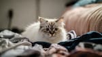 Mejorá la calidad de vida de tu gato: para qué sirve dejarle una prenda de ropa con tu olor y en qué momento hacerlo