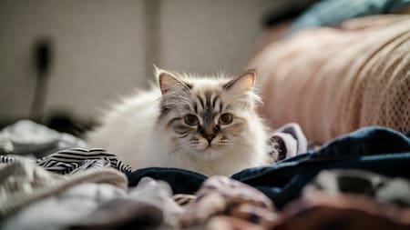 Consejos para mejorar la calidad de vida de tu gato.