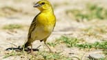 De plumaje colorido y canto armónico: así es el pequeño pájaro que llena de música la primavera en Argentina