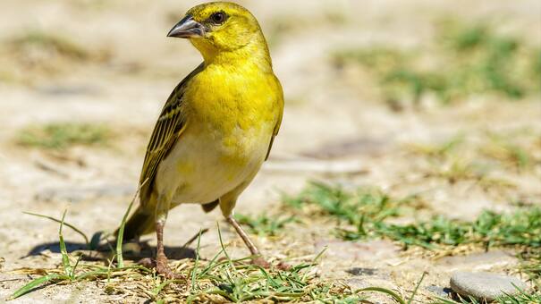 De plumaje colorido y canto armónico: así es el pequeño pájaro que llena de música la primavera en Argentina