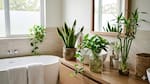 Transformá tu baño: 4 plantas ideales para darle vida a este espacio y cómo cuidarlas para que duren más