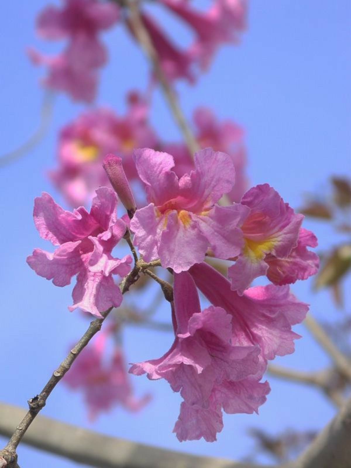 El lapacho rosado se destaca por sus flores intensas que llenan de color calles, parques y jardines.