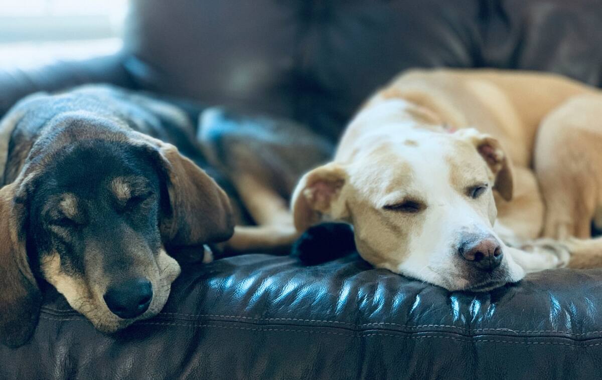 Perros; mascotas. Foto: Unsplash.