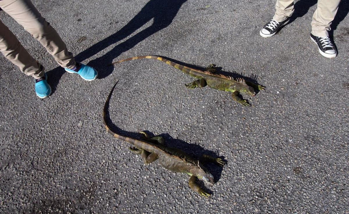 Iguanas congeladas en Florida - Reuters