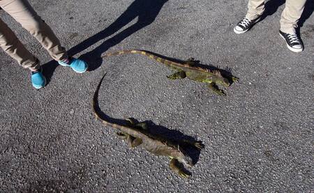 Iguanas congeladas en Florida - Reuters