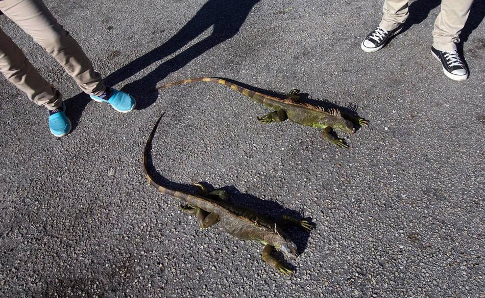 Iguanas congeladas en Florida - Reuters