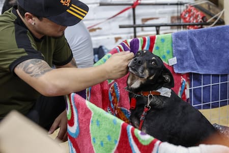 Perros rescatados de la inundación en Brasil. Foto: EFE.