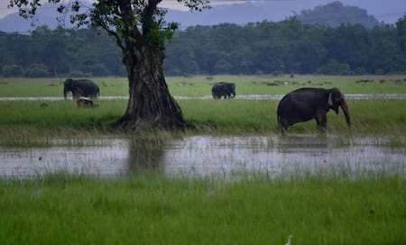 Elefantes en India. Foto: EFE.