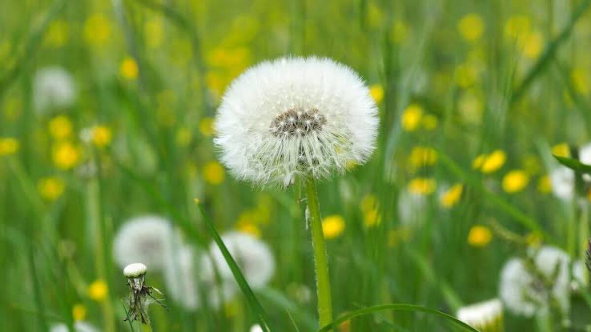 Diente de León. Foto Twitter @seleneoflife.