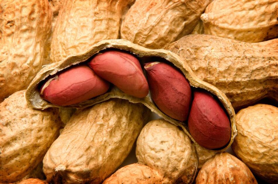 Maní Peanut Foto Reuters Alamy