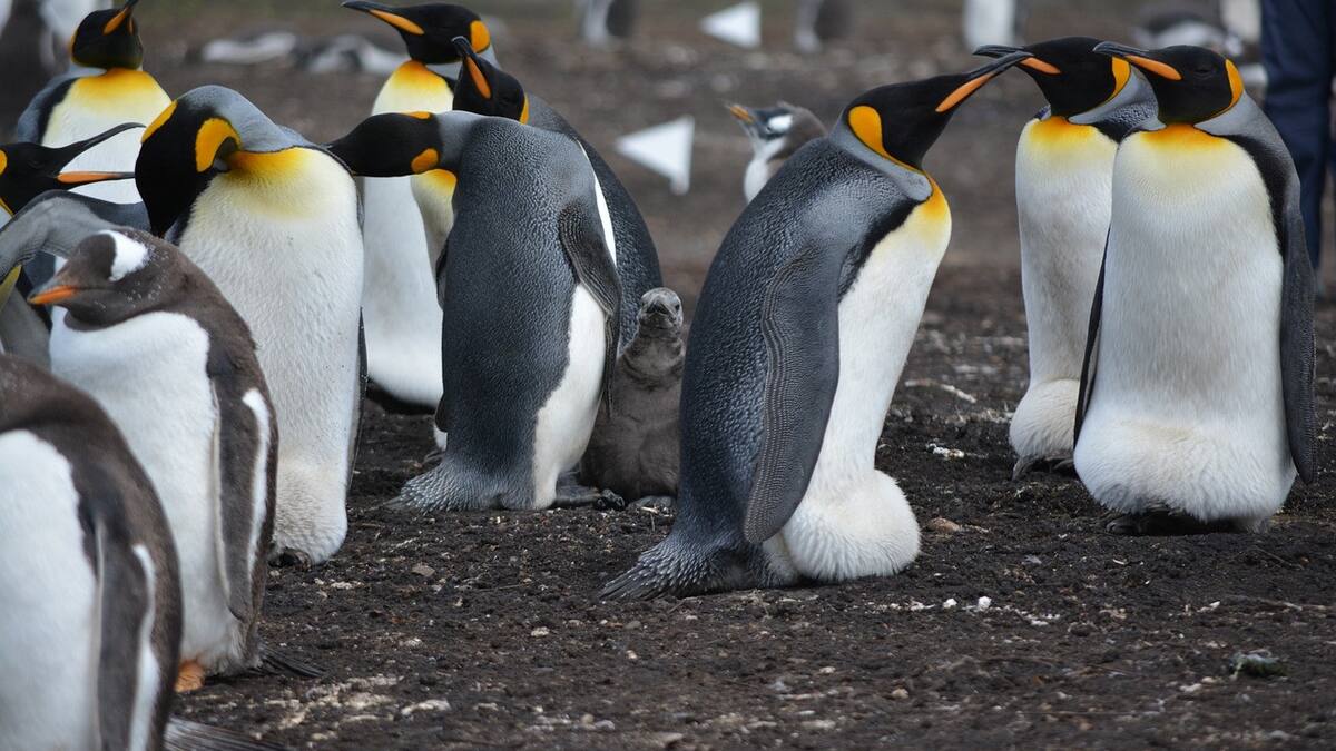 Pingüinos. Foto: Pixabay.
