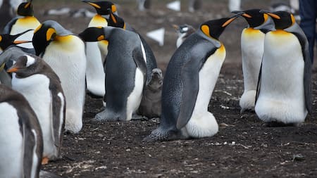 Alarma en la Antártida: confirman el hallazgo de pingüinos infectados con gripe aviar