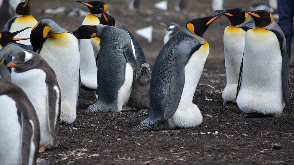 Pingüinos. Foto: Pixabay.