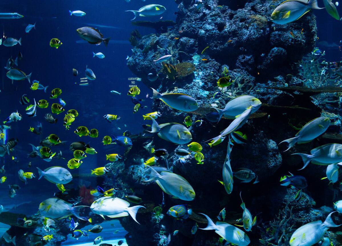 Peces. Foto: Pexels
