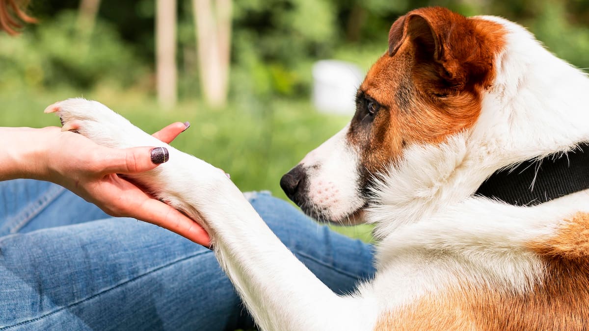 ¿Cariño o inseguridad?: qué significa que tu perrito te dé la pata, según especialistas