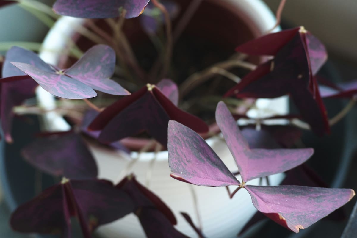 Oxalis triangularis.