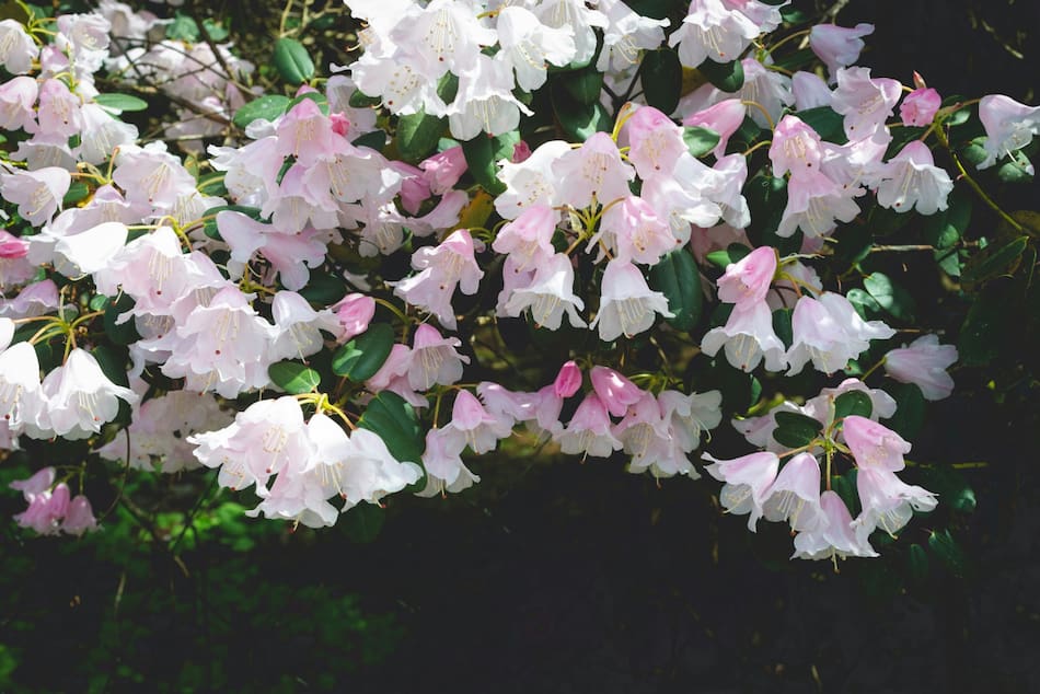 Azalea, flor, planta, abundancia. Foto Unsplash