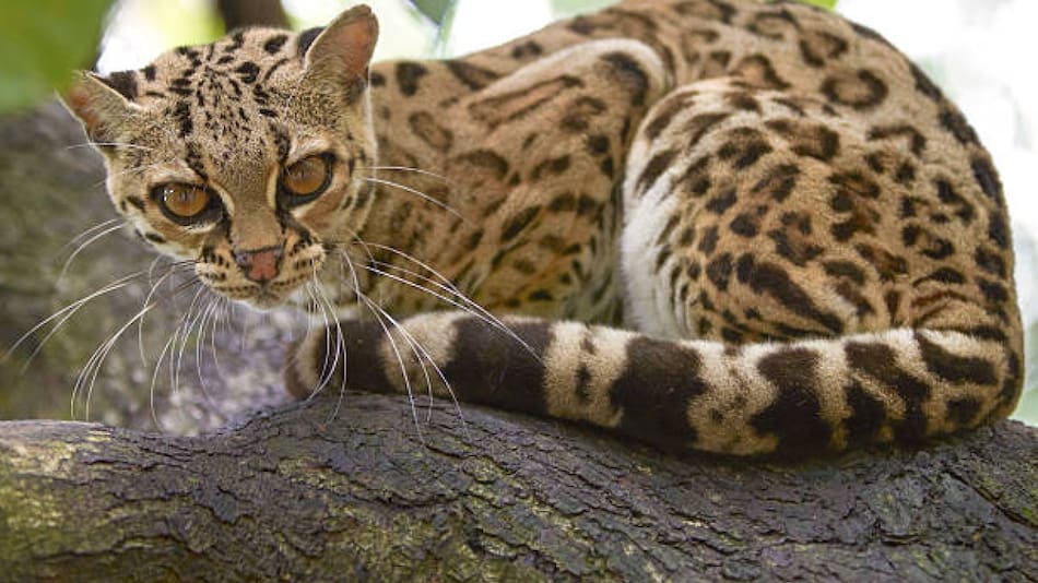 Hallan una nueva especie de gato silvestre en Corrientes. Foto X.