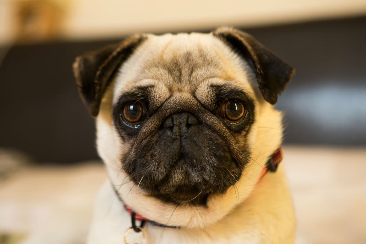 Los veterinarios advierten que los ronquidos del pug no siempre son normales.
