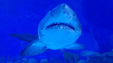 Tiburón blanco. Foto: Unsplash