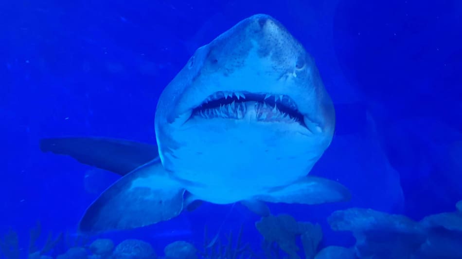 Tiburón blanco. Foto: Unsplash