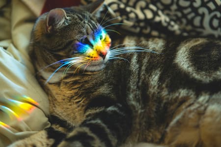 Colores extraños en algunos gatos. Foto: Unsplash.