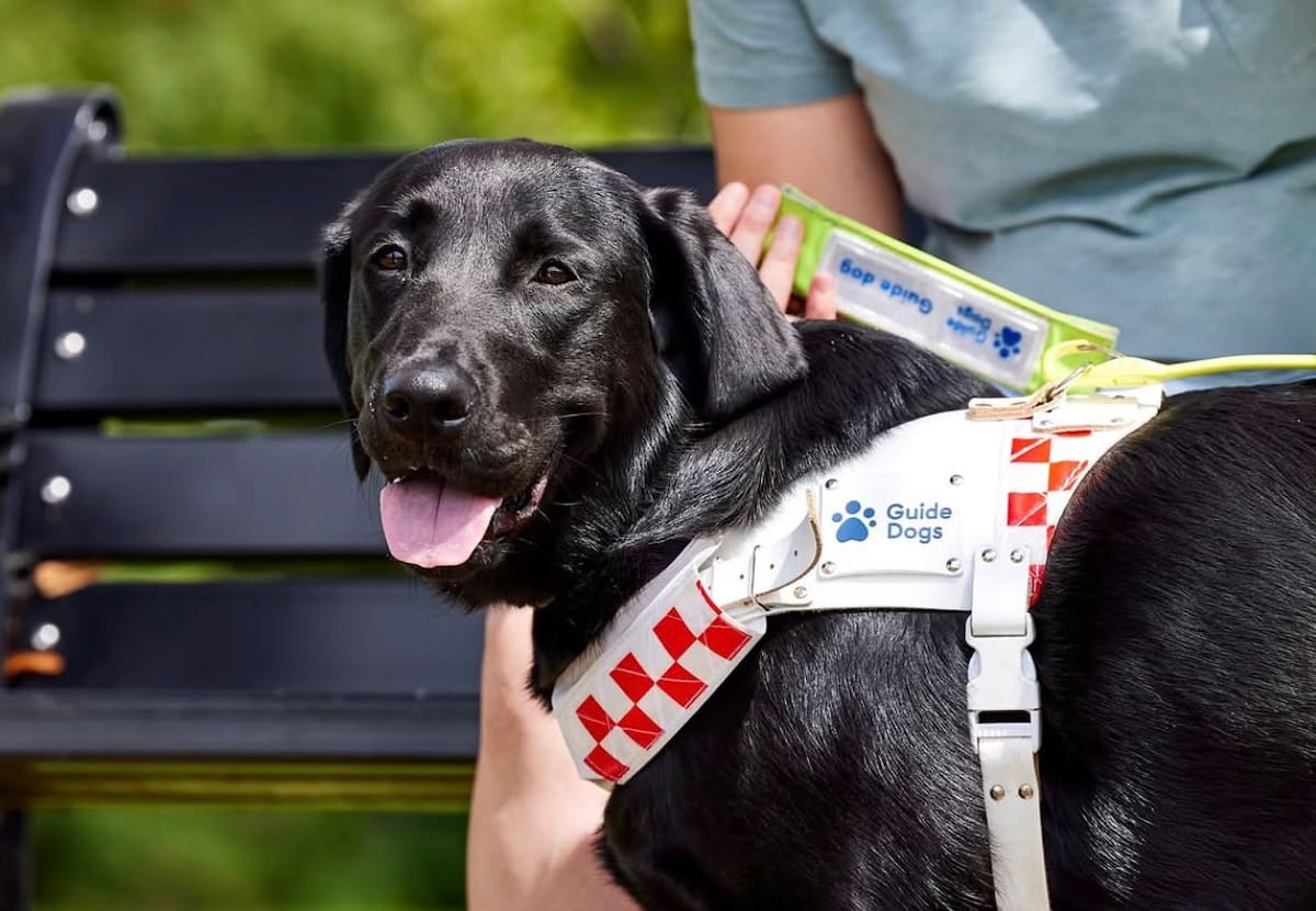 Orlando, el perro labrador que sobrevivió a una rara enfermedad y logró convertirse en perro guía.