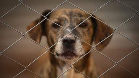 Un refugio busca concientizar sobre la adopción responsable. Foto: Télam/ Ramiro Gómez.