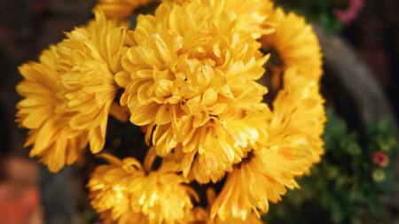 Flores amarillas. Foto: Unsplash.