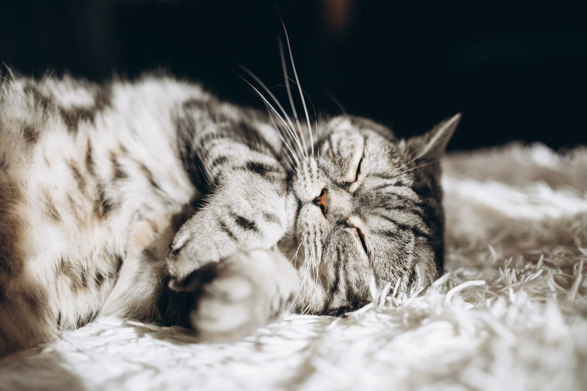 Gato, animales, felino. Foto: Freepik.