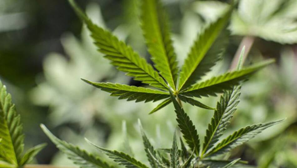 Cannabis