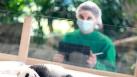 Alemania: el zoológico de Berlín presentó dos osos pandas llamados Leni y Lotti