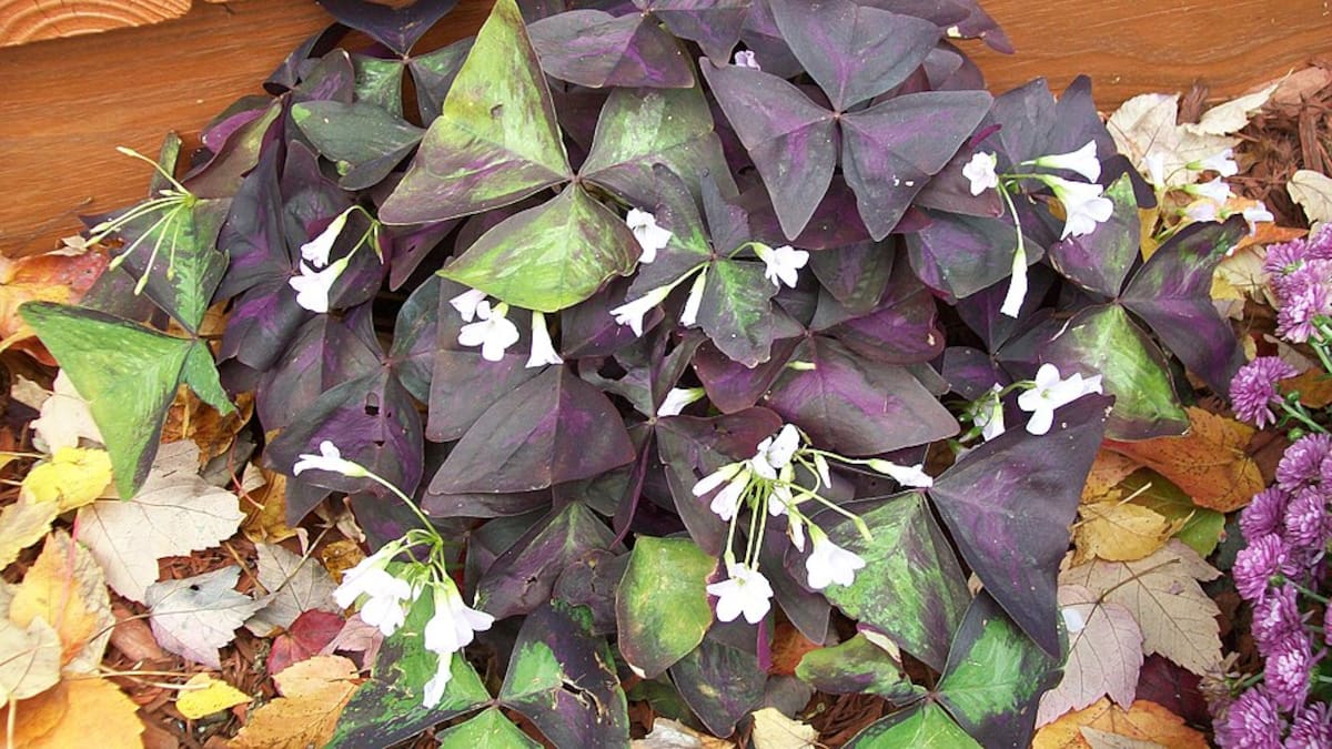 Oxalis triangularis.