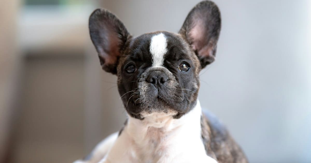 Googie Perro Cuidado con el perro: cuáles son las tres razas más propensas a tener ...