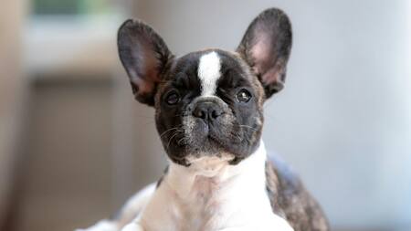 Perro. Fuente: Unsplash