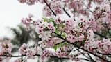 El árbol ideal para el verano: gran sombra inmediata, bajo mantenimiento y sin problemas con sus raíces