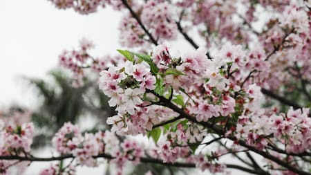 Cerezo de racimos, árbol originario de Europa y Asia.