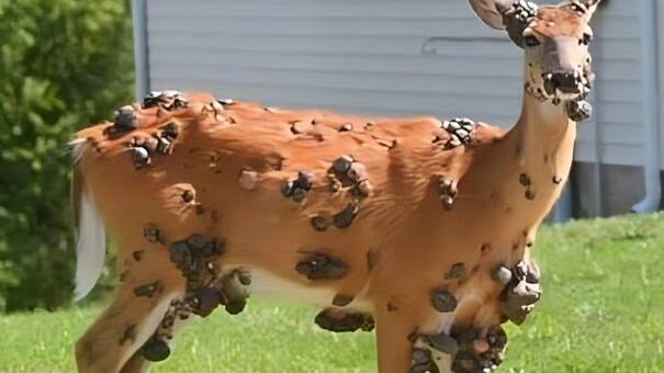 Alarma por los ciervos con “verrugas” en Estados Unidos: científicos aclararon cuál es el origen de los extraños bultos en sus cuerpos